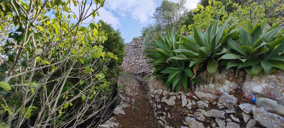 Terreno para Venda em Reguengo Grande Foto 41