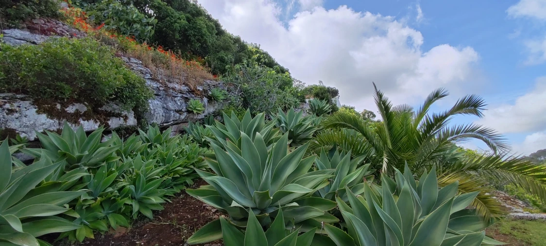 Terreno para Venda em Reguengo Grande Foto 23