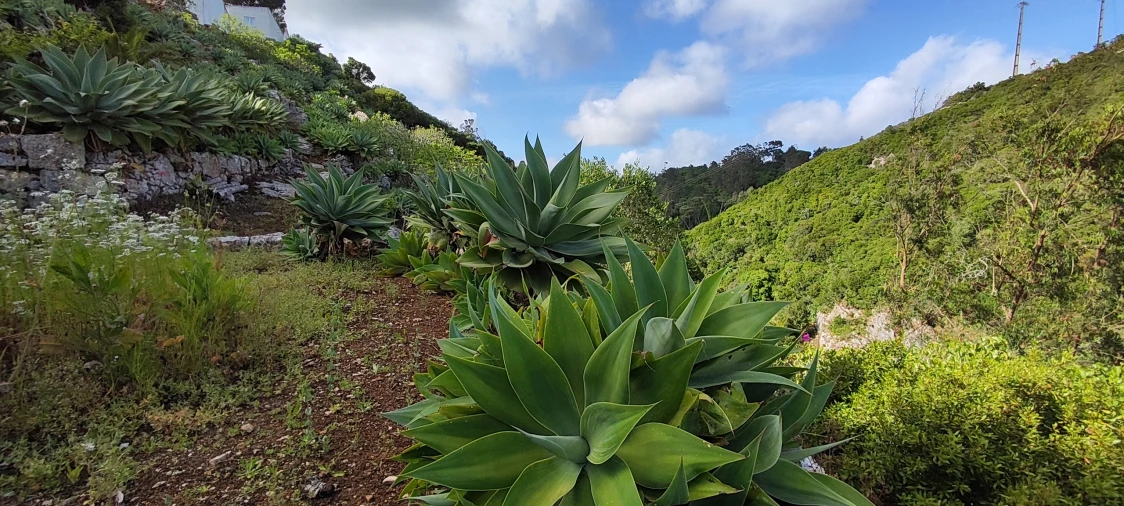 Terreno para Venda em Reguengo Grande Foto 37