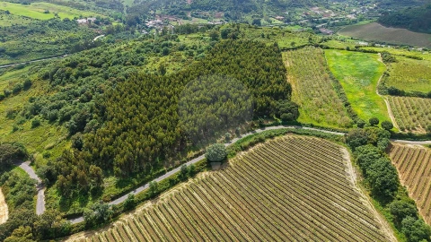 Terreno para Venda em Dois Portos e Runa