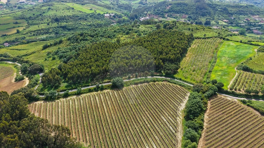 Terreno para Venda em Dois Portos e Runa Foto 4