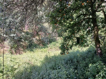 Terreno para Venda em Torres do Mondego