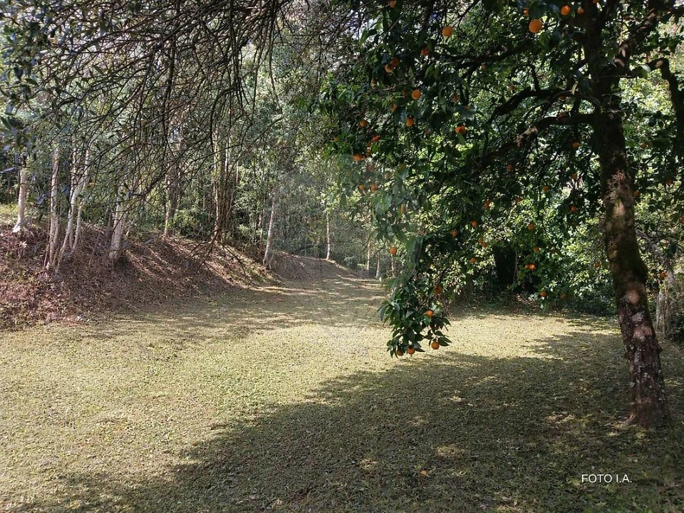 Terreno para Venda em Torres do Mondego Foto 6