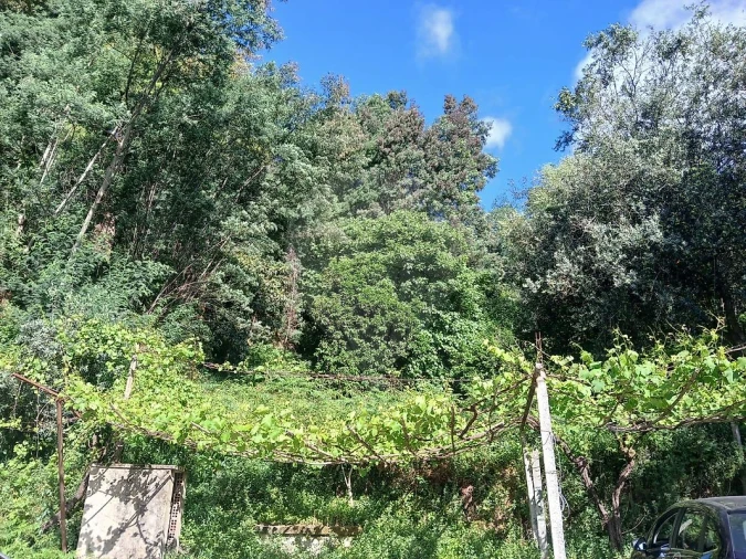 Terreno para Venda em Torres do Mondego Foto 5