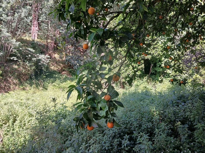 Terreno para Venda em Torres do Mondego Foto 3
