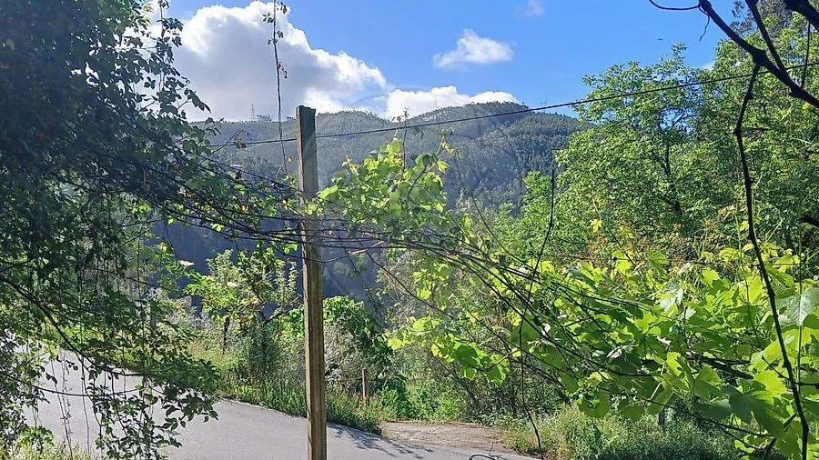 Terreno para Venda em Torres do Mondego