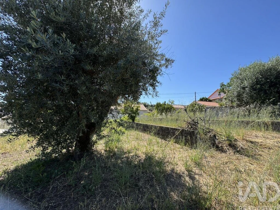 Terreno para Venda em São João Baptista e Santa Maria dos Olivais Foto 5