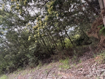 Terreno para Venda em Santa Cruz