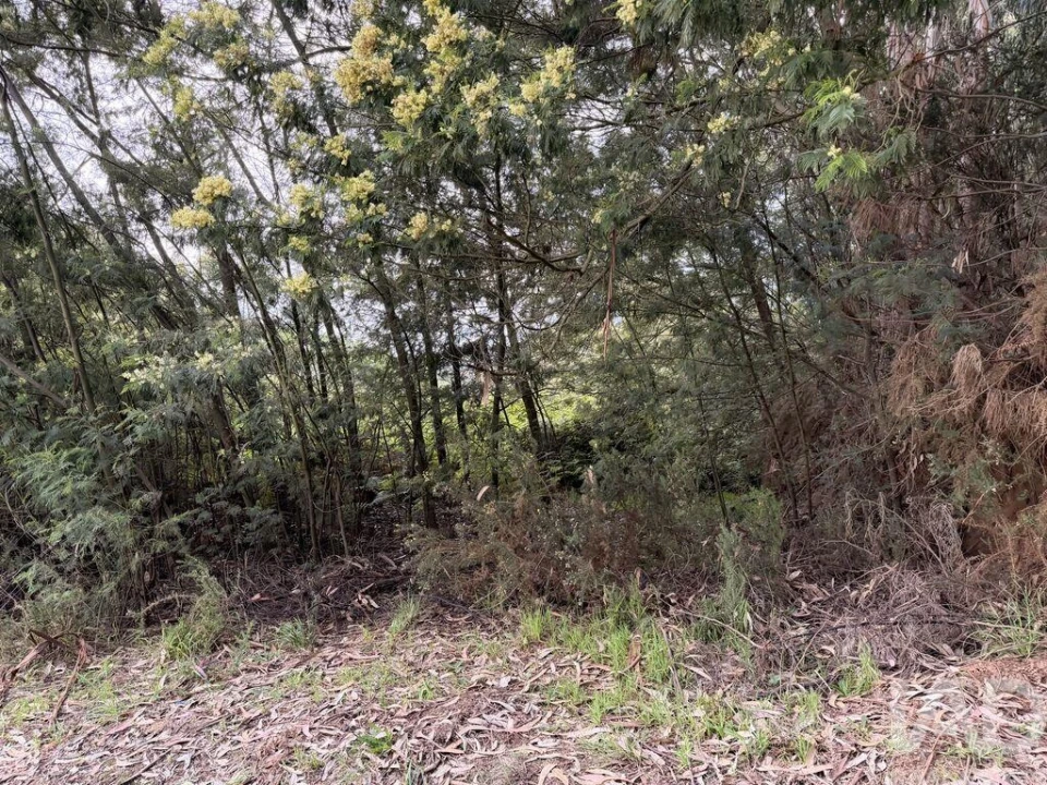 Terreno para Venda em Santa Cruz Foto 4