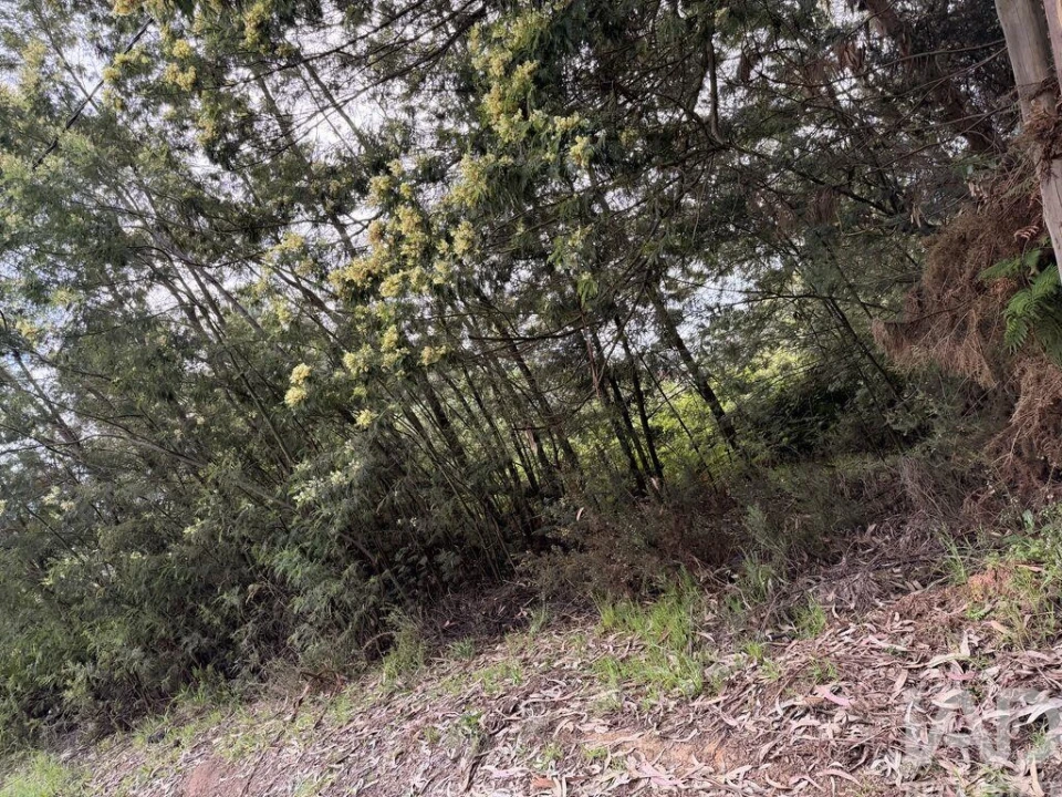 Terreno para Venda em Santa Cruz Foto 3