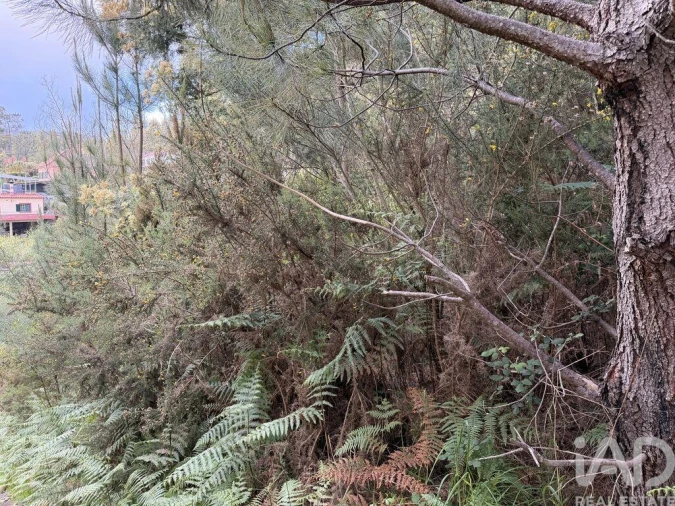 Terreno para Venda em Santa Cruz Foto 9