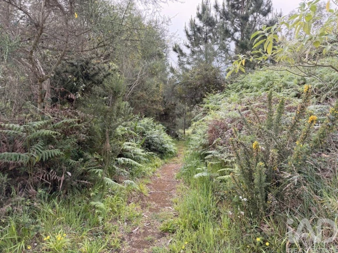 Terreno para Venda em Santa Cruz Foto 5