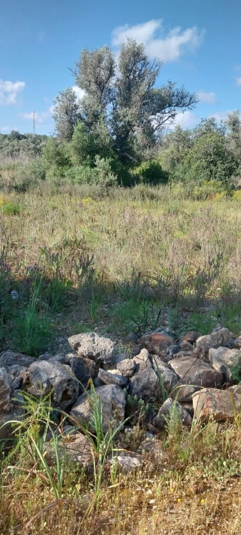 Terreno para Venda em Alcantarilha e Pêra