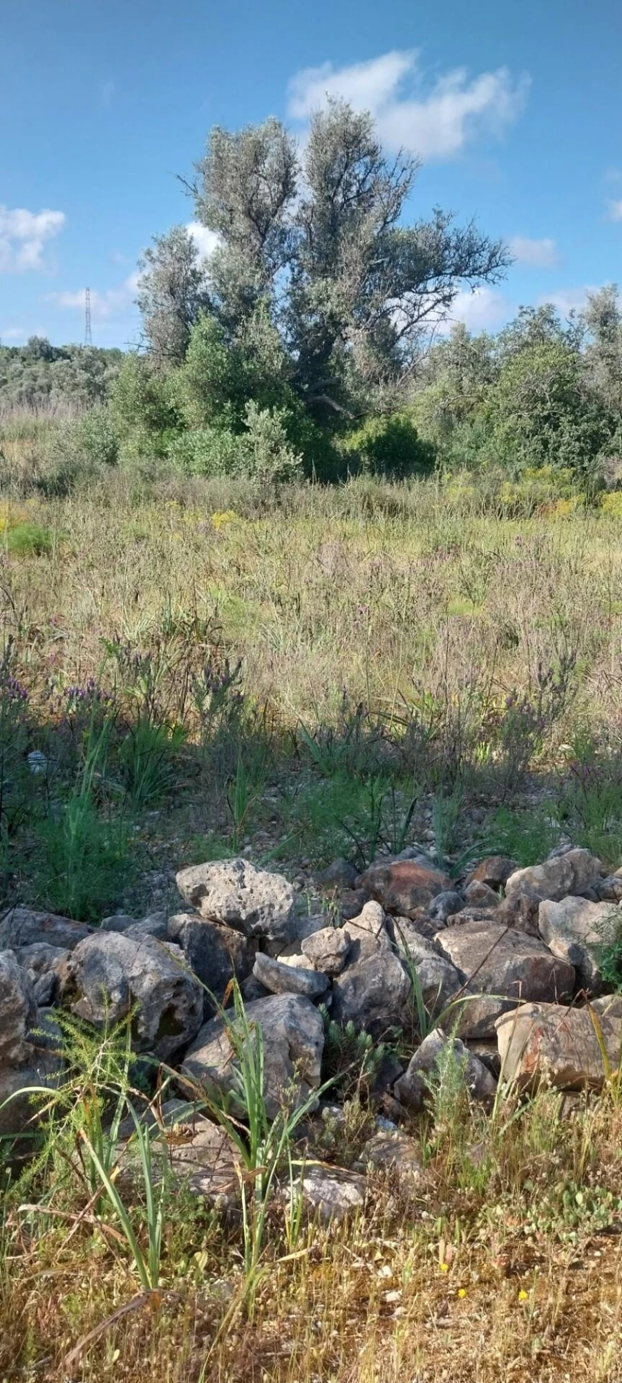 Terreno para Venda em Alcantarilha e Pêra Foto 2