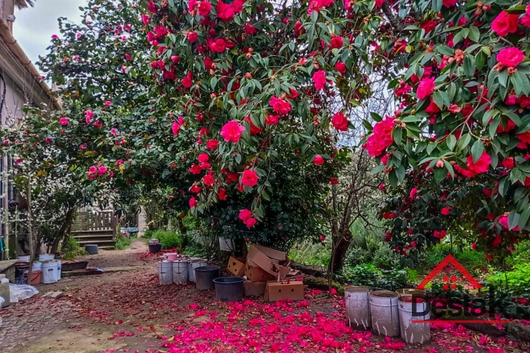 Quinta T6 para Venda em Povolide Foto 47