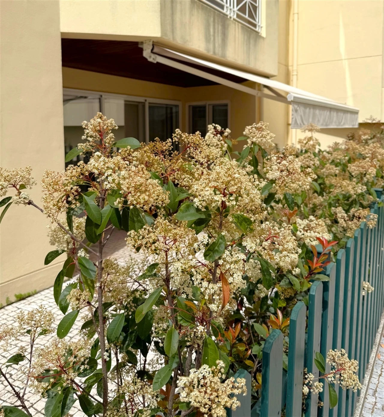 Apartamento T4 para Venda em Aldoar, Foz do Douro e Nevogilde Foto 3