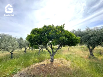 Quinta T0 para Venda em Vale de Prazeres e Mata da Rainha