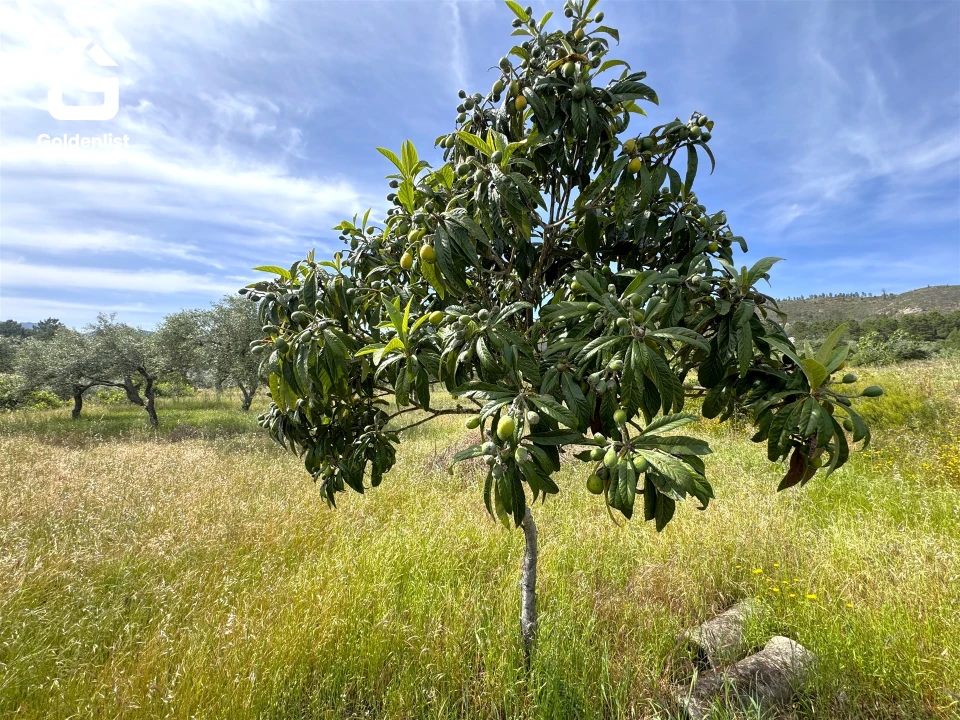 Quinta T0 para Venda em Vale de Prazeres e Mata da Rainha Foto 27