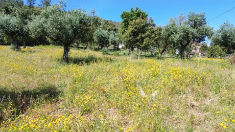 Terreno Agricola ou Rústico para Venda em Vila Velha de Rodão