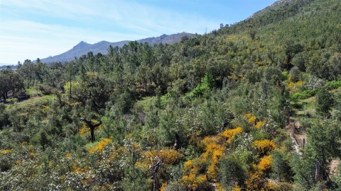 Terreno Agricola ou Rústico para Venda em Vila Velha de Rodão