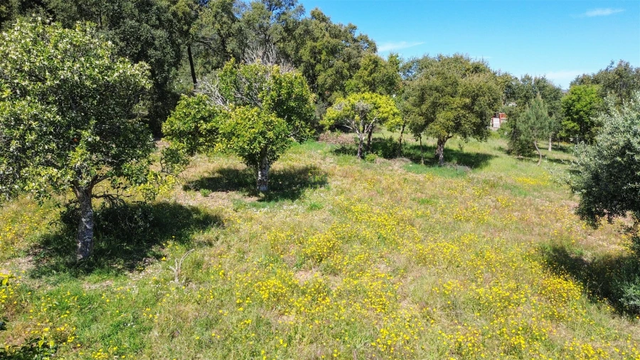 Terreno Agricola ou Rústico para Venda em Vila Velha de Rodão Foto 19