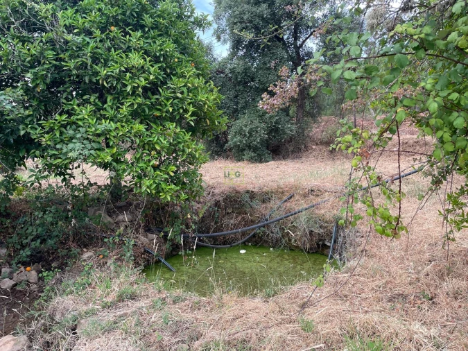 Terreno Agricola ou Rústico para Venda em Vila Velha de Rodão Foto 8