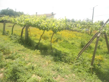 Terreno para Venda em Seixas