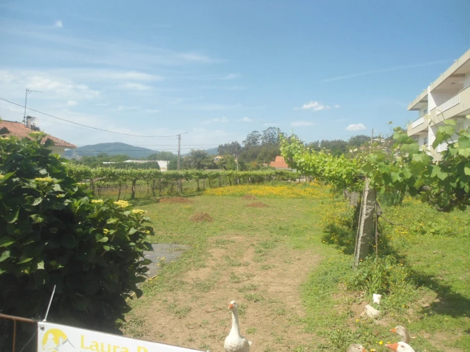Terreno para Venda em Seixas Foto 3