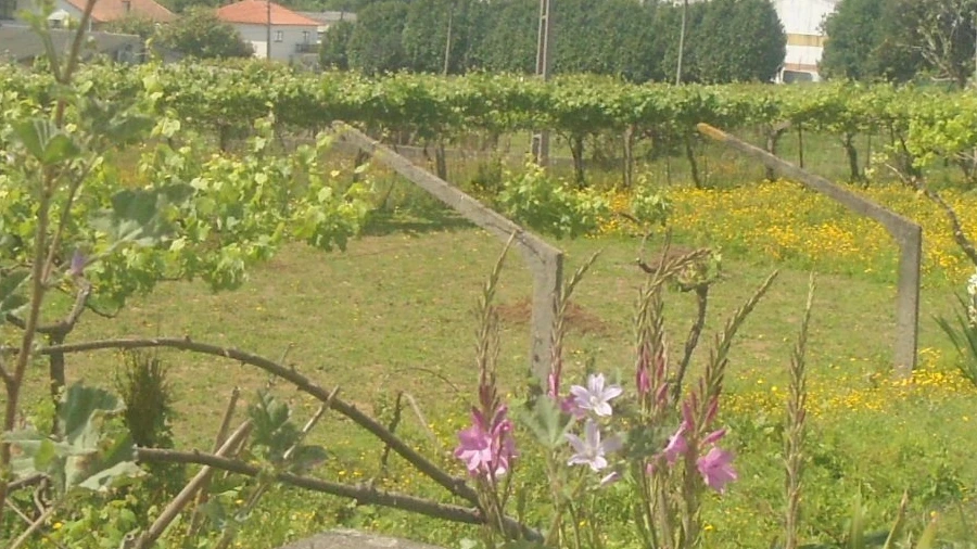 Terreno para Venda em Seixas