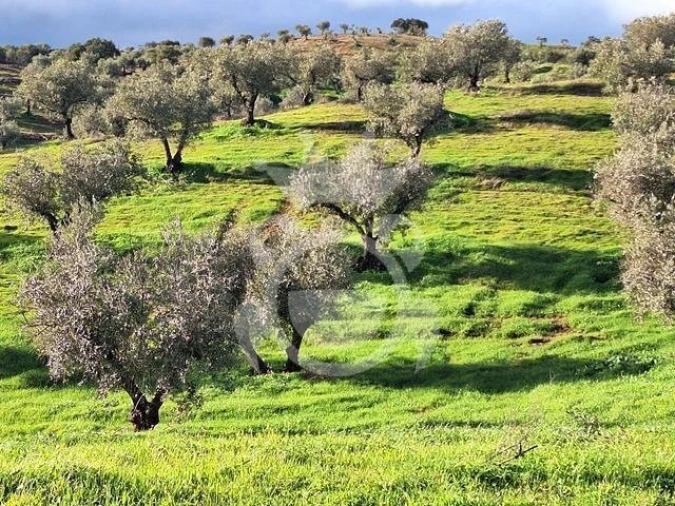 Terreno para Venda em Amieira e Alqueva Foto 7