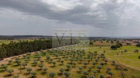 Terreno para Venda em Rosmaninhal