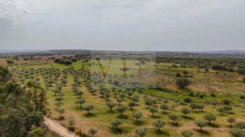 Terreno para Venda em Rosmaninhal