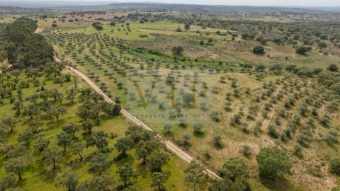 Terreno para Venda em Rosmaninhal