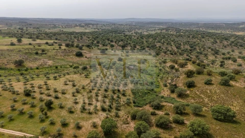 Terreno para Venda em Rosmaninhal