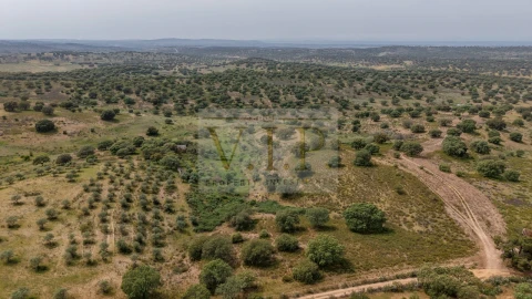 Terreno para Venda em Rosmaninhal