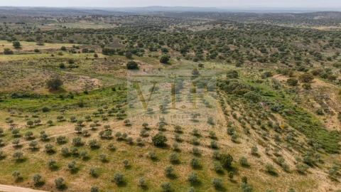 Terreno para Venda em Rosmaninhal
