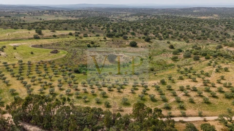 Terreno para Venda em Rosmaninhal