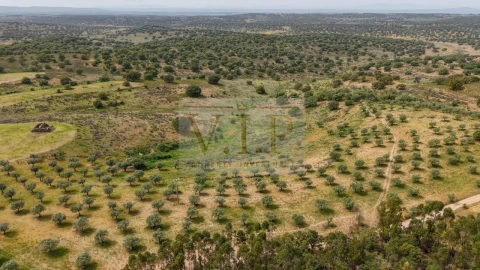 Terreno para Venda em Rosmaninhal