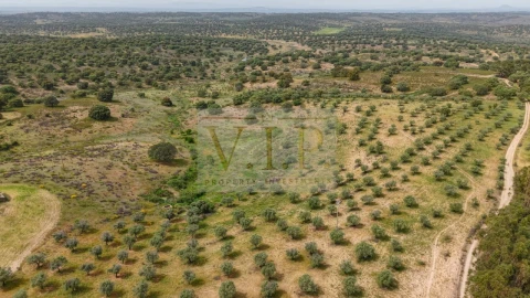 Terreno para Venda em Rosmaninhal