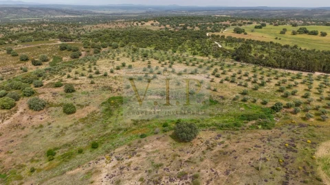 Terreno para Venda em Rosmaninhal