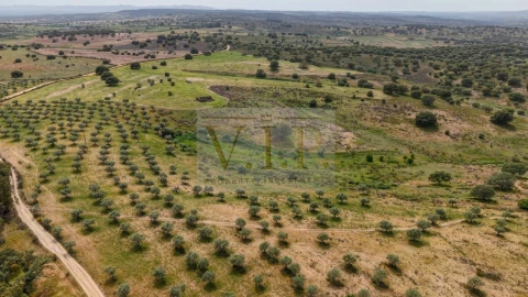 Terreno para Venda em Rosmaninhal