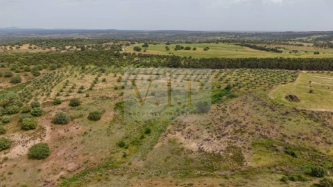 Terreno para Venda em Rosmaninhal