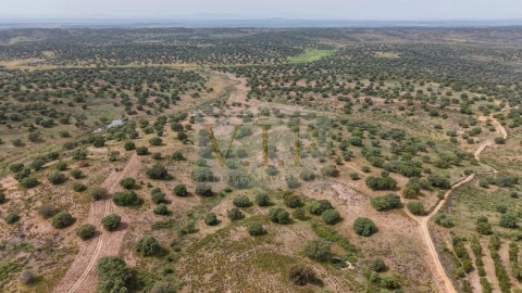 Terreno para Venda em Rosmaninhal