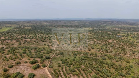 Terreno para Venda em Rosmaninhal