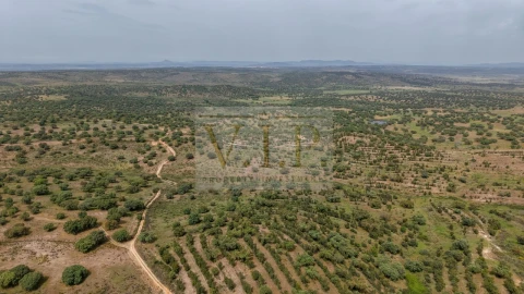 Terreno para Venda em Rosmaninhal