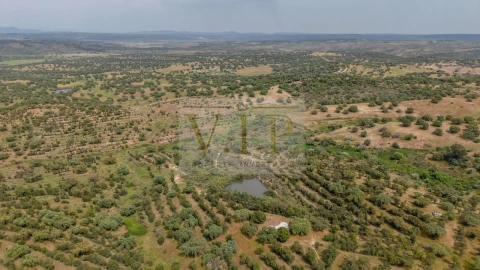 Terreno para Venda em Rosmaninhal
