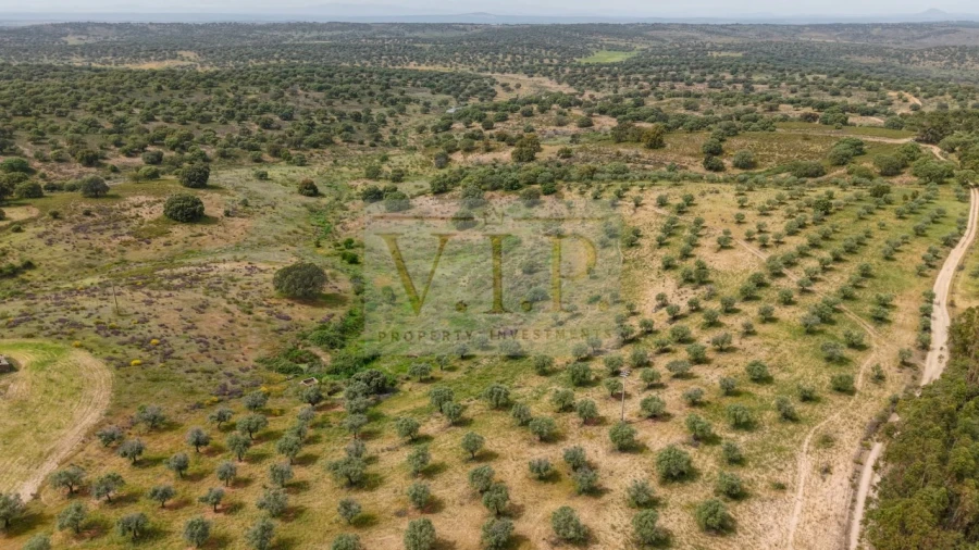 Terreno para Venda em Rosmaninhal Foto 12