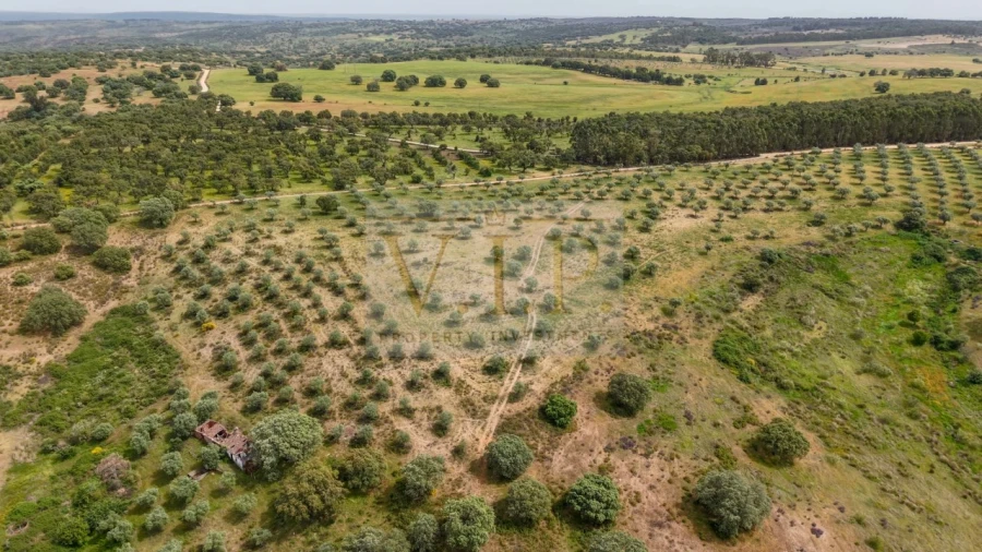 Terreno para Venda em Rosmaninhal Foto 16