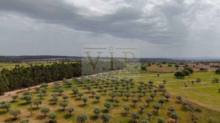 Terreno para Venda em Rosmaninhal