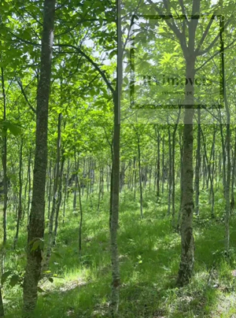 Quinta T3 para Venda em Tuizelo